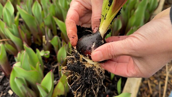 Un bulbe de tulipe de près.