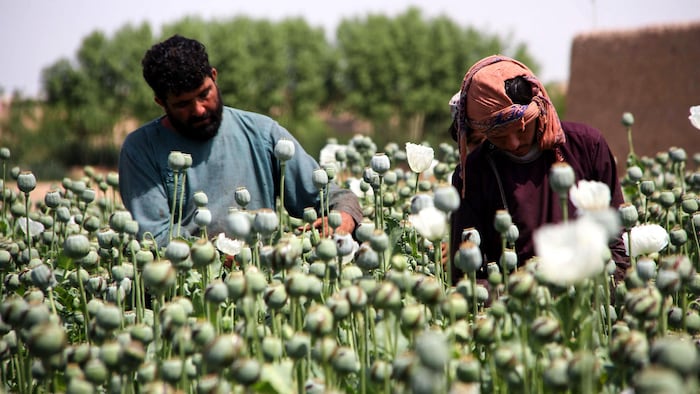 Afghanistan: La culture du pavot en hausse depuis le retour des