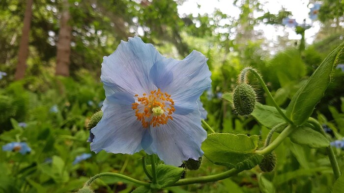 Un pavot en fleur en été.