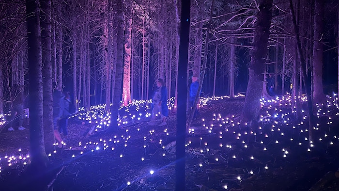 Des gens marchent sur une pente dans un sous-bois illuminé au niveau du sol.
