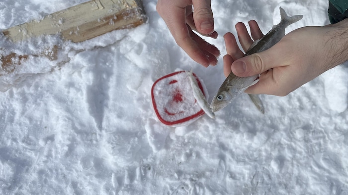 Vue en plongée de quelqu'un qui tient un éperlan au-dessus du sol enneigé.