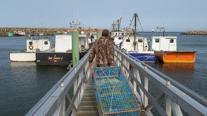 Un homme marche vers des bateaux en traînant derrière lui un casier à homards.
