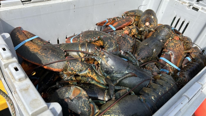 Des homards fraichement péchés.