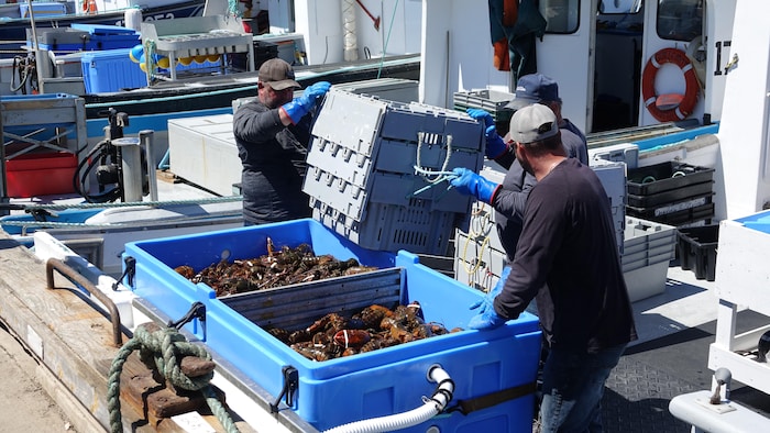 Des pêcheurs trient leurs homards à bord d'un bateau au quai de Pointe-Basse.