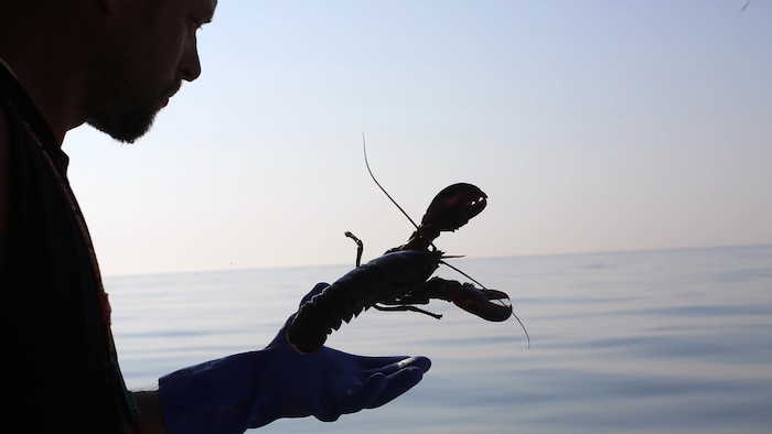 La silhouette d'un homard dans la main d'un pêcheur.