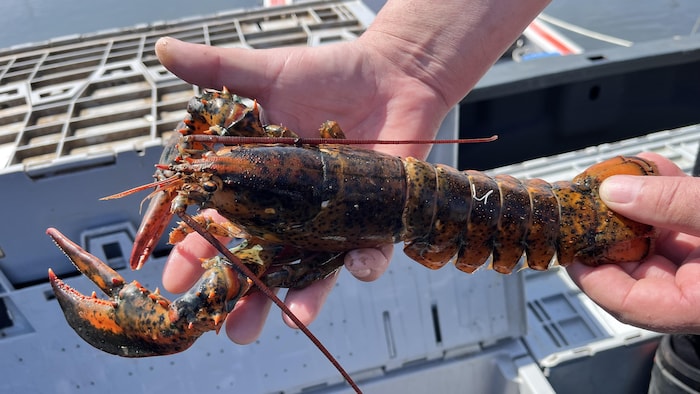 Un homard en gros plan.