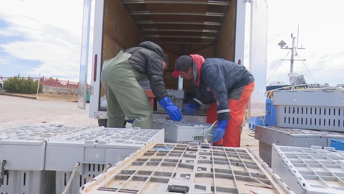 Deux hommes embarquent des caisses de homard dans un camion.