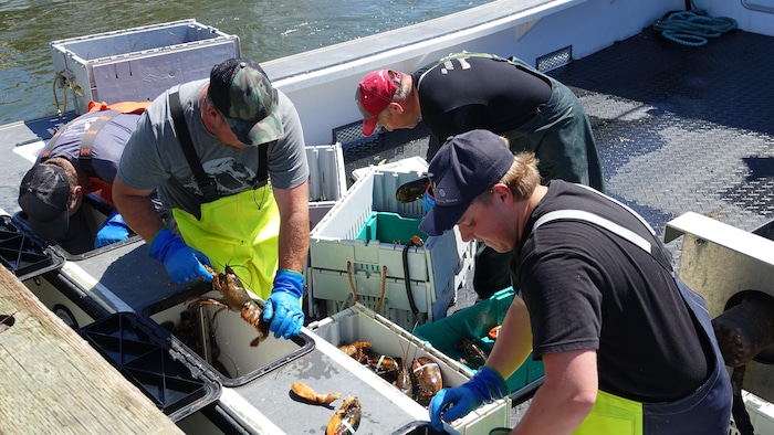 Des pêcheurs trient du homard sur leur bateau de pêche.