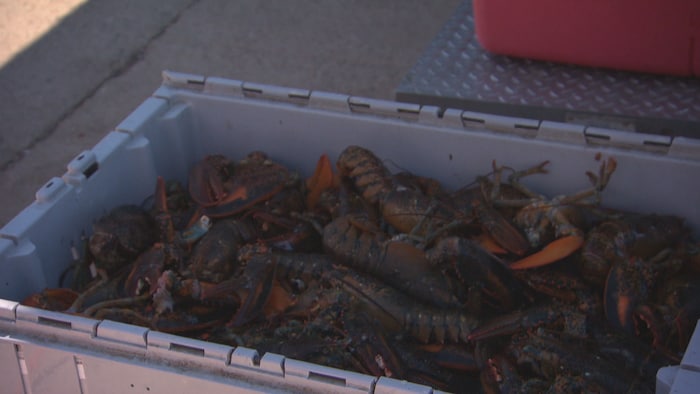 Un caisse remplie de homards.