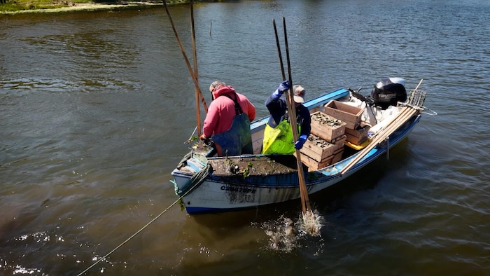 Des pêcheurs dans une barque ramassent des huîtres avec de râteaux.