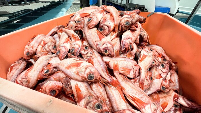 Plusieurs poissons rouges dans une caisse.