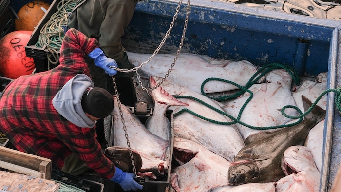 Des flétans au fond d'un bateau de pêche. Un pêcheur manutentionne un bac rempli de poisson.