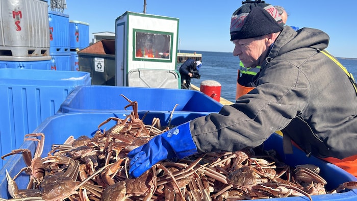 Un pêcheur sur un bateau, manipulant des crabes dans un bac.