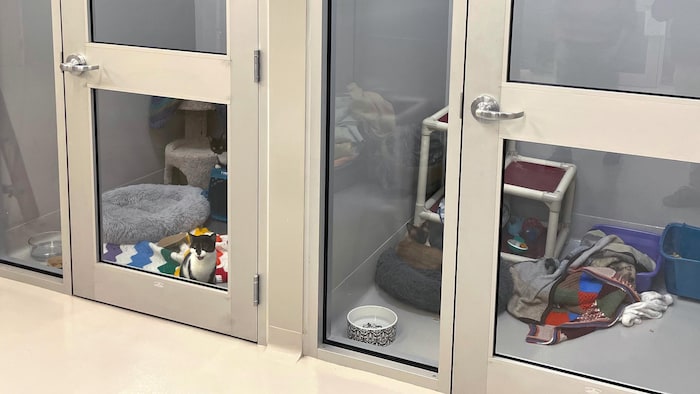 Deux petits bureaux vitrés, avec des portes presque entièrement vitrées, où il y a des chats entourés de jouets et de coussins.