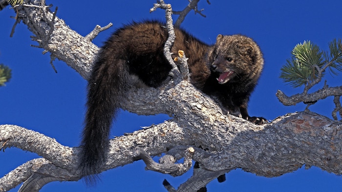 Un petit animal à fourrure de la famille de la belette est perché sur une branche de conifère et ouvre la bouche d'un air agressif.