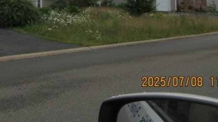 Un terrain avec une pelouse haute et des fleurs.