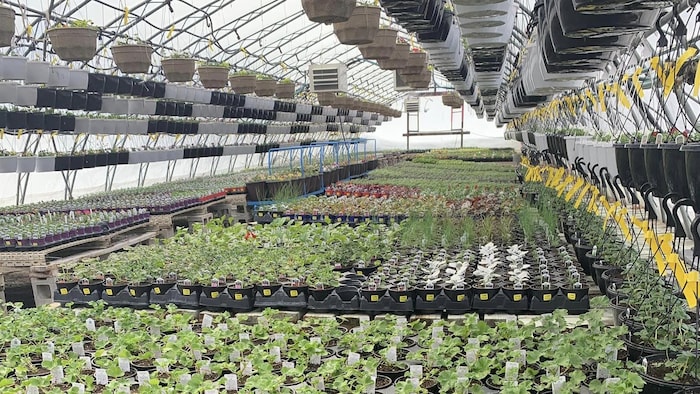 Des centaines de plants dans une pépinière.
