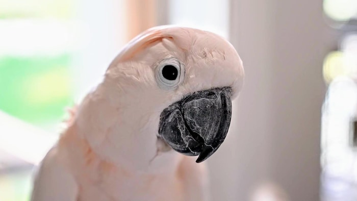 Un perroquet cacatoès est dans un refuge pour oiseaux exotiques