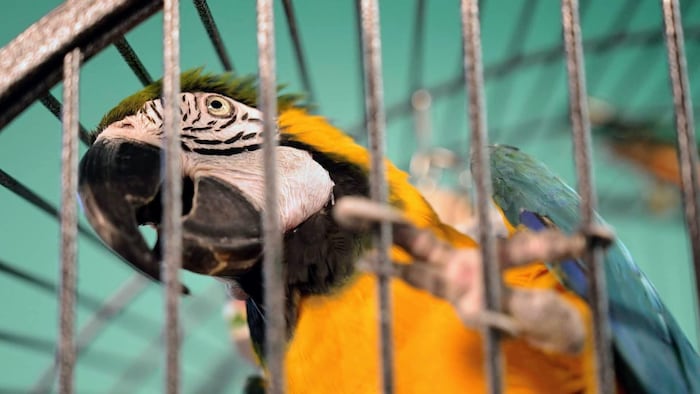Un perroquet ara dans une cage.