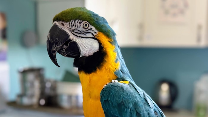 Un perroquet aras est dans un refuge pour oiseaux exotiques