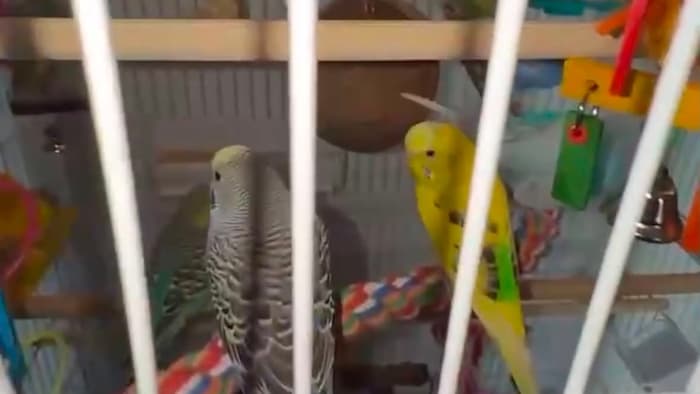 Des perruches ondulées sont dans une cage.