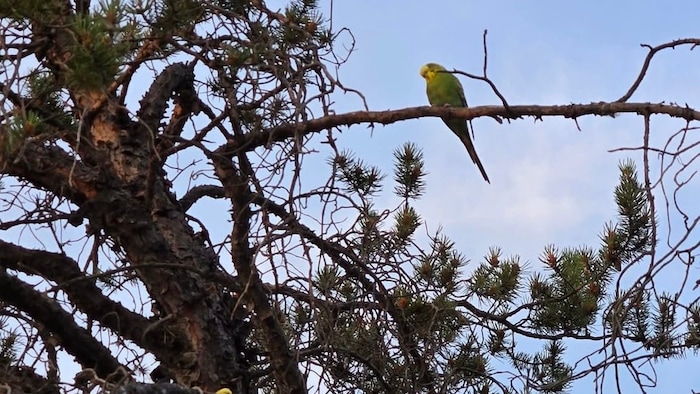 Deux perruches ondulées sont perchées dans un arbre.
