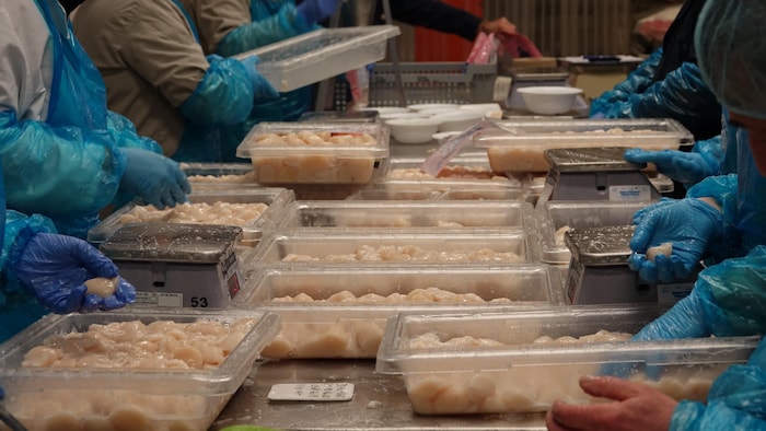 Des contenants en plastique remplis de pétoncles. Des travailleurs s'affairent à les peser et les trier.