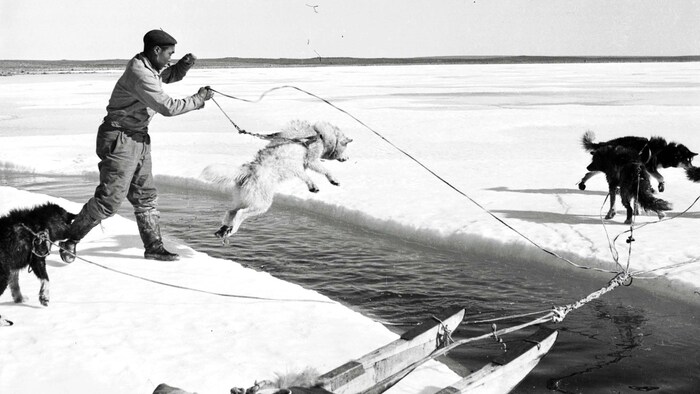 Une photographie d'archive en noir et blanc montrant un chasseur inuk qui aide ses chiens de traîneau à sauter au-dessus d'une crevasse dans la banquise.