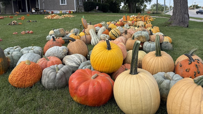 Des citrouilles et des courges de différentes couleurs dans la ferme «Phillips’ Family Farms».