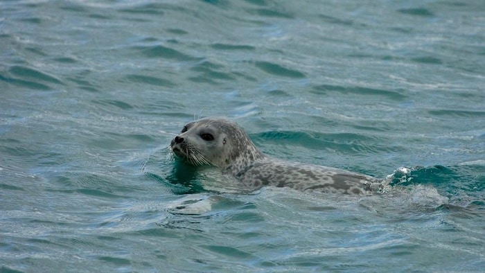 Un phoque annelé dans l'eau.