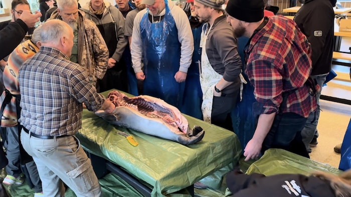 Un phoque mort est ouvert sur une table, un homme donne des explication sà un groupe.