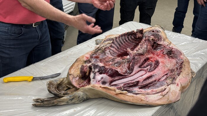 La carcasse éventrée d'un phoque sur une table. 