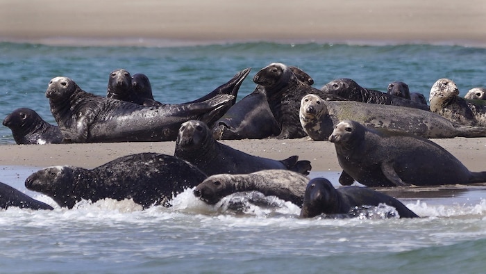 Nearly twenty seals are lying on the beach.