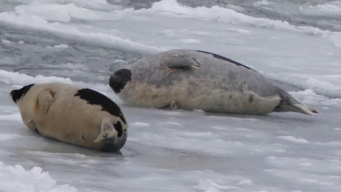 Deux phoques se prélassent sur la glace.
