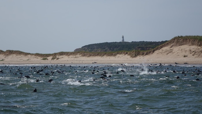 Des phoques dans l'eau.