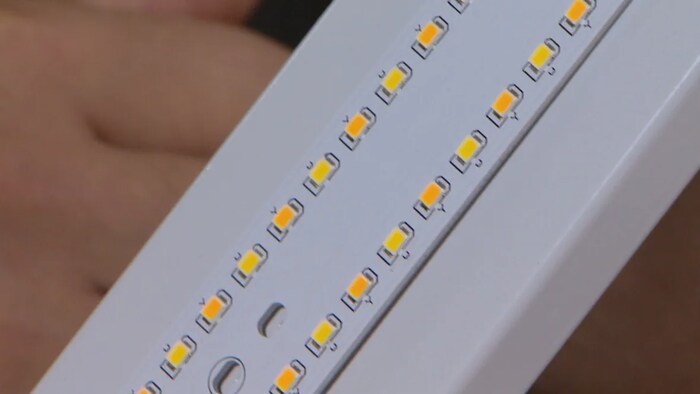 The combination of the yellow phosphor coating and purple or blue light below is what results in a white shine. (Chris Langenzarde/CBC)