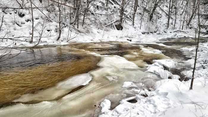 Une rivière à la surface verglacée bordée d'arbres.