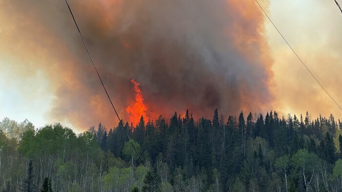 Des flammes dans une forêt.