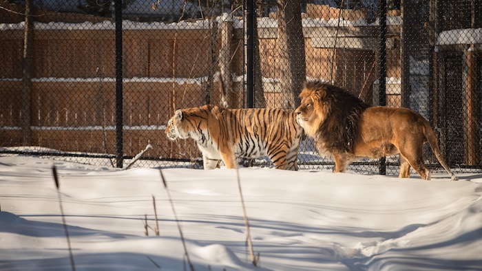 Un tigre et un lion marchent côte à côte dans un enclos enneigé devant une haute clôture grillagée.