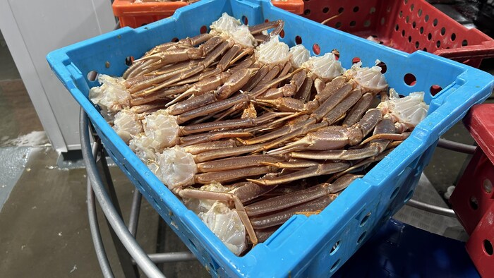 Un panier rempli de sections de crabe des neiges.