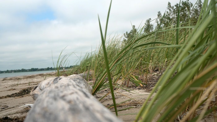 Des pousses de phragmite sur la plage de la péninsule de la baie de Wellers.