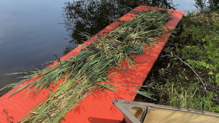 La plante, phragmite, posée sur une planche près d'un lac.