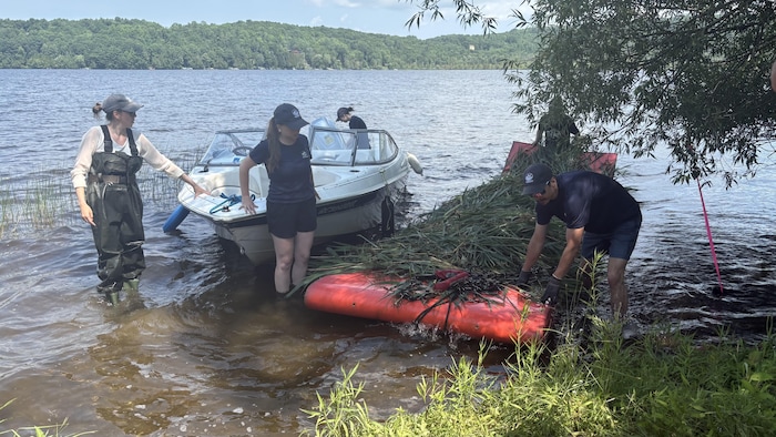 Des gens dans le lac Memphrémagog qui retirent de la phragmite.