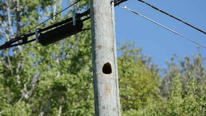 Un trou de pic-bois dans un poteau.