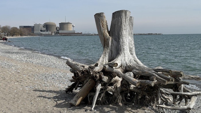 Au premier plan le reste d'un tronc d'arbre échoué sur la plage, en arrière-plan, la centrale électrique de Pickering.