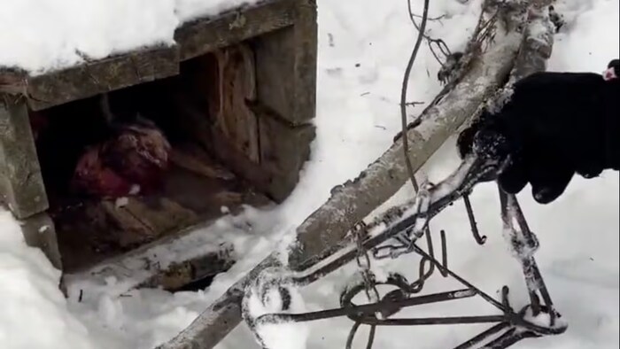 Une main tient délicatement un piège devant une boîte de bois qui contient une pièce de viande.
