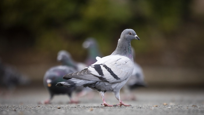 Des pigeons au sol à Surrey.