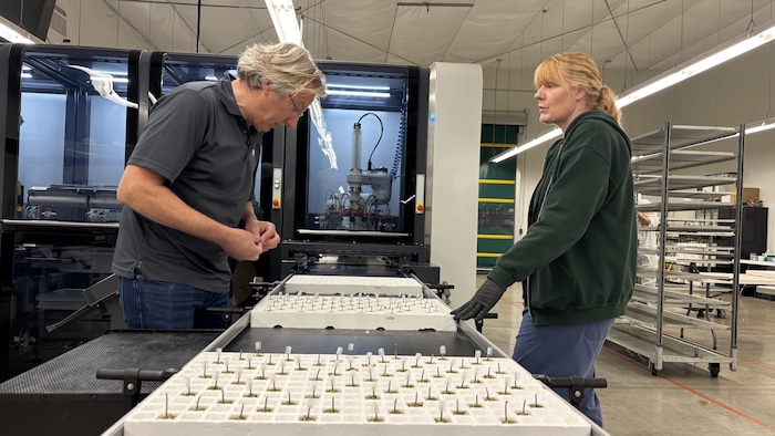 Un homme et une femme inspectent les plants coupés tout juste sortis du robot greffeur.