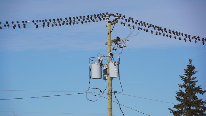 Des pigeons se reposent sur un fil électrique, à Rimouski.