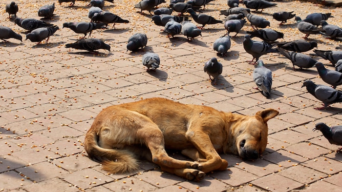 Un chien au poil bleu clair est couché sur son flanc gauche et dort sur les dalles de ciment d'une place publique jonchée de grains de maïs et il est entouré de plusieurs dizaines de pigeons qui se nourrissent.